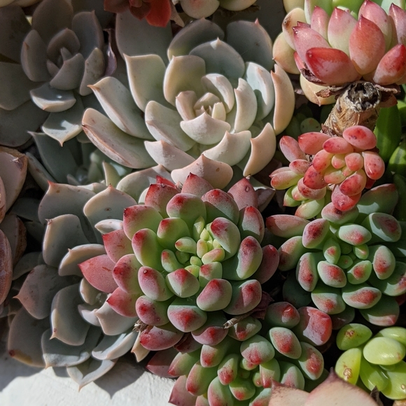 40 Succulent Plant Cuttings Various Types - Picture 7 of 15